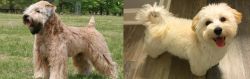 Wheaten Terrier vs Maltipoo - Breed Comparison
