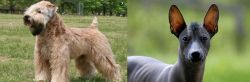 Wheaten Terrier vs Mexican Hairless - Breed Comparison