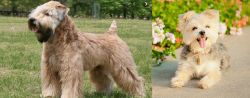 Wheaten Terrier vs Morkie - Breed Comparison