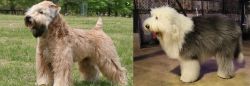 Wheaten Terrier vs Old English Sheepdog - Breed Comparison