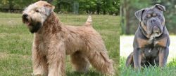 Wheaten Terrier vs Olde English Bulldogge - Breed Comparison