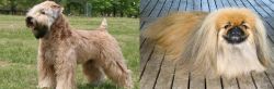 Wheaten Terrier vs Pekingese - Breed Comparison