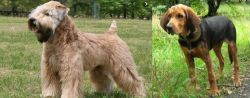 Wheaten Terrier vs Polish Hound - Breed Comparison