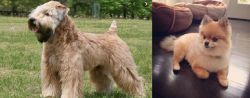 Wheaten Terrier vs Pomeranian - Breed Comparison