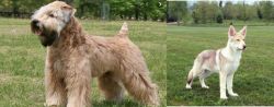 Wheaten Terrier vs Saarlooswolfhond - Breed Comparison