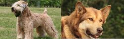 Wheaten Terrier vs Seppala Siberian Sleddog - Breed Comparison