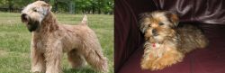 Wheaten Terrier vs Shorkie - Breed Comparison