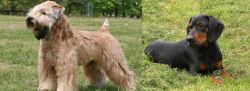 Wheaten Terrier vs Slovakian Hound - Breed Comparison