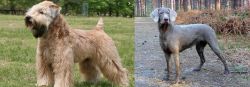 Wheaten Terrier vs Slovensky Hrubosrsty Stavac - Breed Comparison