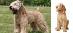 Wheaten Terrier vs Spinone Italiano - Breed Comparison