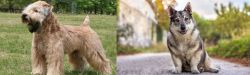Wheaten Terrier vs Swedish Vallhund - Breed Comparison