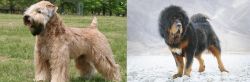 Wheaten Terrier vs Tibetan Mastiff - Breed Comparison