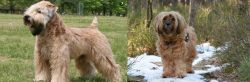 Wheaten Terrier vs Tibetan Terrier - Breed Comparison