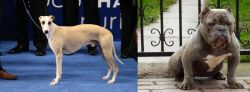 Whippet vs American Bully - Breed Comparison