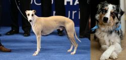Whippet vs Australian Collie - Breed Comparison