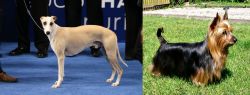 Whippet vs Australian Silky Terrier - Breed Comparison
