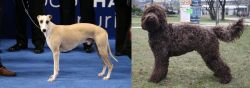 Whippet vs Barbet - Breed Comparison