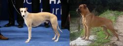 Whippet vs Bullmastiff - Breed Comparison
