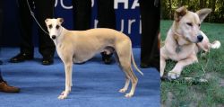 Whippet vs Carolina Dog - Breed Comparison