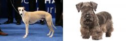 Whippet vs Cesky Terrier - Breed Comparison