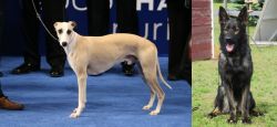 Whippet vs East German Shepherd - Breed Comparison