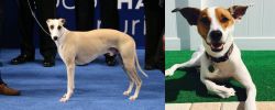 Whippet vs Feist - Breed Comparison