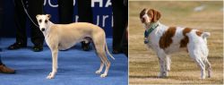 Whippet vs French Brittany - Breed Comparison
