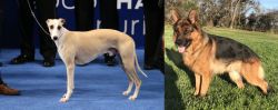 Whippet vs German Shepherd - Breed Comparison