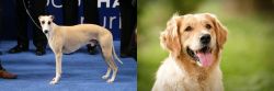 Whippet vs Golden Retriever - Breed Comparison