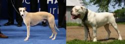 Whippet vs Hermes Bulldogge - Breed Comparison