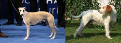Whippet vs Istarski Ostrodlaki Gonic - Breed Comparison