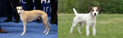 Whippet vs Jack Russell Terrier - Breed Comparison