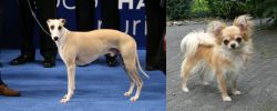 Whippet vs Long Haired Chihuahua - Breed Comparison