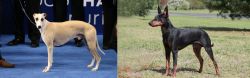 Whippet vs Manchester Terrier - Breed Comparison