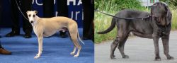 Whippet vs Neapolitan Mastiff - Breed Comparison