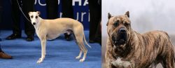 Whippet vs Perro de Presa Canario - Breed Comparison