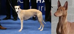 Whippet vs Pharaoh Hound - Breed Comparison