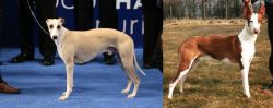 Whippet vs Podenco Canario - Breed Comparison