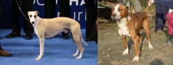 Whippet vs Posavac Hound - Breed Comparison