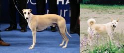 Whippet vs Pungsan Dog - Breed Comparison