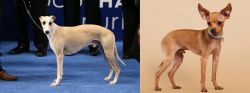 Whippet vs Russian Toy Terrier - Breed Comparison