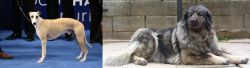 Whippet vs Sarplaninac - Breed Comparison