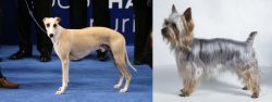 Whippet vs Silky Terrier - Breed Comparison