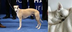 Whippet vs Tea Cup Chihuahua - Breed Comparison