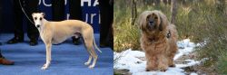 Whippet vs Tibetan Terrier - Breed Comparison