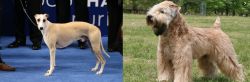 Whippet vs Wheaten Terrier - Breed Comparison