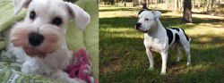 White Schnauzer vs American Bulldog - Breed Comparison