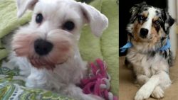 White Schnauzer vs Australian Collie - Breed Comparison