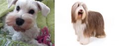 White Schnauzer vs Bearded Collie - Breed Comparison