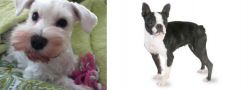White Schnauzer vs Boston Terrier - Breed Comparison